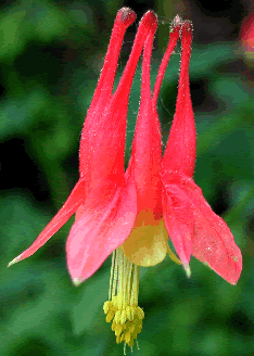 Aquilegia canadensis